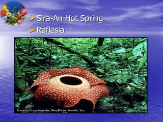 Sira-An Hot Spring 
Raflesia 
 