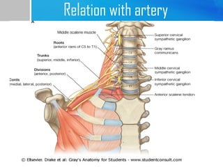 Relation with artery 
 