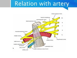 Relation with artery 
 