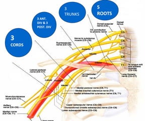 5 
ROOTS 
3 
TRUNKS 
3 ANT. 
DIV & 3 
POST. DIV 
3 
CORDS 
 