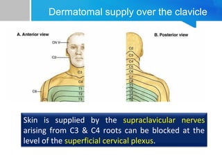 Dermatomal supply over the clavicle 
Skin is supplied by the supraclavicular nerves 
arising from C3 & C4 roots can be blocked at the 
level of the superficial cervical plexus. 
 