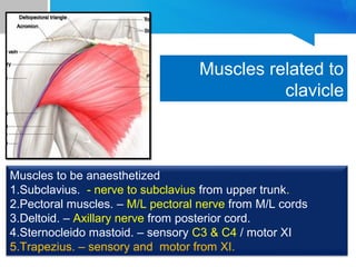 Muscles related to 
clavicle 
Muscles to be anaesthetized 
1.Subclavius. - nerve to subclavius from upper trunk. 
2.Pectoral muscles. – M/L pectoral nerve from M/L cords 
3.Deltoid. – Axillary nerve from posterior cord. 
4.Sternocleido mastoid. – sensory C3 & C4 / motor XI 
5.Trapezius. – sensory and motor from XI. 
 