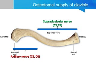 Osteotomal supply of clavicle 
SSuupprraaccllaavviiccuullaarr nneerrvvee 
((CC33,,CC44)) 
AAxxiillllaarryy nneerrvvee ((CC55,, CC66)) 
 