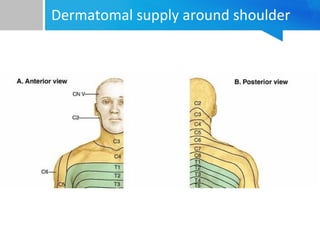 Dermatomal supply around shoulder 
 