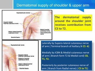Dermatomal supply of shoulder & upper arm 
The dermatomal supply 
around the shoulder joint 
receives contribution from 
C5 to T2. 
Laterally by Supero-lateral cutaneous nerve 
of arm ( Terminal branch of Axillary.N C5 -6) 
Medially by ICBN & Medial cutaneous nerve 
of arm ( Branch form T2 & Medial cord) C8, 
T1, T2. 
Posteriorly by posterior cutaneous nerve of 
arm ( Branch from Radial nerve) ( C5 to T1) 
 