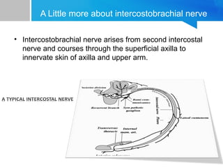 A Little more about intercostobrachial nerve 
• Intercostobrachial nerve arises from second intercostal 
nerve and courses through the superficial axilla to 
innervate skin of axilla and upper arm. 
 