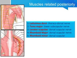 Muscles related posteriorly 
1) Latissimus dorsi- thoraco-dorsal nerve 
2) Teres major- lower subscapular nerve 
3) Levator scapulae- dorsal scapular nerve 
4) Rhomboid Major- dorsal scapular nerve 
5) Rhomboid minor- dorsal scapular 
 