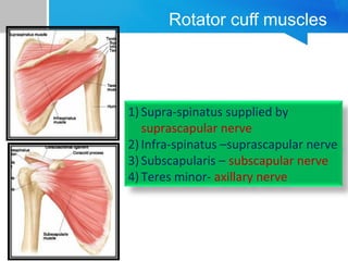 Rotator cuff muscles 
1) Supra-spinatus supplied by 
suprascapular nerve 
2) Infra-spinatus –suprascapular nerve 
3) Subscapularis – subscapular nerve 
4) Teres minor- axillary nerve 
 
