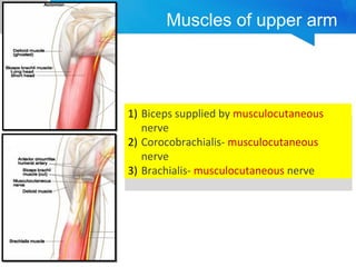 Muscles of upper arm 
1) Biceps supplied by musculocutaneous 
nerve 
2) Corocobrachialis- musculocutaneous 
nerve 
3) Brachialis- musculocutaneous nerve 
1) Biceps supplied by musculocutaneous 
nerve 
2) Corocobrachialis- musculocutaneous 
nerve 
3) Brachialis- musculocutaneous nerve 
 
