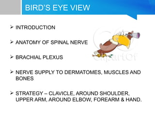 BIRD’S EYE VIEW 
 INTRODUCTION 
 ANATOMY OF SPINAL NERVE 
 BRACHIAL PLEXUS 
 NERVE SUPPLY TO DERMATOMES, MUSCLES AND 
BONES 
 STRATEGY – CLAVICLE, AROUND SHOULDER, 
UPPER ARM, AROUND ELBOW, FOREARM & HAND. 
 