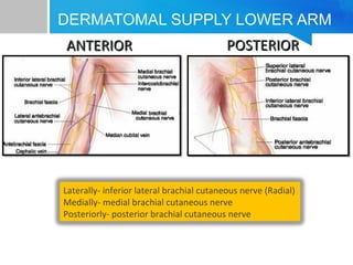 DERMATOMAL SUPPLY LOWER ARM 
AANNTTEERRIIOORR PPOOSSTTEERRIIOORR 
Laterally- inferior lateral brachial cutaneous nerve (Radial) 
Medially- medial brachial cutaneous nerve 
Posteriorly- posterior brachial cutaneous nerve 
 