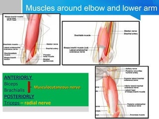 Muscles around elbow and lower arm 
ANTERIORLY 
Biceps 
Brachialis 
POSTERIORLY 
Triceps – radial nerve 
ANTERIORLY 
Biceps 
Brachialis 
POSTERIORLY 
Triceps – radial nerve 
MMuussccuullooccuuttaanneeoouuss nneerrvvee 
 