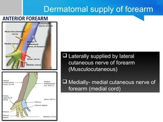 Dermatomal supply of forearm 
 Laterally supplied by lateral 
cutaneous nerve of forearm 
(Musculocutaneous) 
 Medially- medial cutaneous nerve of 
forearm (medial cord) 
 