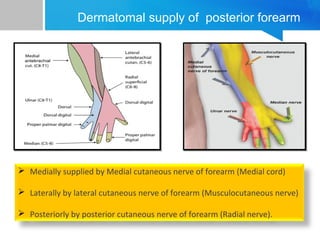 Dermatomal supply of posterior forearm 
 Medially supplied by Medial cutaneous nerve of forearm (Medial cord) 
 Laterally by lateral cutaneous nerve of forearm (Musculocutaneous nerve) 
 Posteriorly by posterior cutaneous nerve of forearm (Radial nerve). 
 
