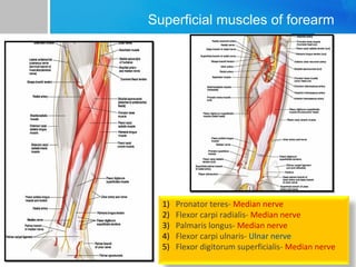 Superficial muscles of forearm 
1) Pronator teres- Median nerve 
2) Flexor carpi radialis- Median nerve 
3) Palmaris longus- Median nerve 
4) Flexor carpi ulnaris- Ulnar nerve 
5) Flexor digitorum superficialis- Median nerve 
 