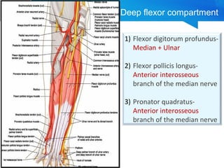 Deep flexor compartment 
1) Flexor digitorum profundus- 
Median + Ulnar 
2) Flexor pollicis longus- 
Anterior interosseous 
branch of the median nerve 
3) Pronator quadratus- 
Anterior interosseous 
branch of the median nerve 
 