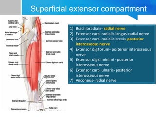 Superficial extensor compartment 
1) Brachioradialis- radial nerve 
2) Extensor carpi radialis longus-radial nerve 
3) Extensor carpi radialis brevis-posterior 
interosseous nerve 
4) Extensor digitorum- posterior interosseous 
nerve 
5) Extensor digiti minimi - posterior 
interosseous nerve 
6) Extensor carpi ulnaris- posterior 
interosseous nerve 
7) Anconeus- radial nerve 
 