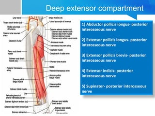 Deep extensor compartment 
1) Abductor pollicis longus- posterior 
interosseous nerve 
2) Extensor pollicis longus- posterior 
interosseous nerve 
3) Extensor pollicis brevis- posterior 
interosseous nerve 
4) Extensor indicis- posterior 
interosseous nerve 
5) Supinator- posterior interosseous 
nerve 
 