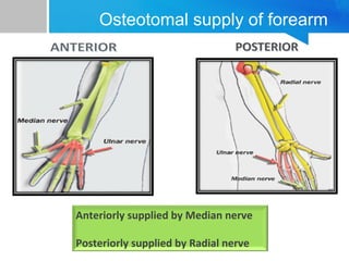 Osteotomal supply of forearm 
Anteriorly supplied by Median nerve 
Posteriorly supplied by Radial nerve 
 