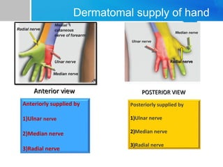 Dermatomal supply of hand 
PPOOSSTTEERRIIOORR VVIIEEWW 
Anteriorly supplied by 
1)Ulnar nerve 
2)Median nerve 
3)Radial nerve 
Posteriorly supplied by 
1)Ulnar nerve 
2)Median nerve 
3)Radial nerve 
RRaaddiiaall nneerrvvee 
AAnntteerriioorr vviieeww 
 