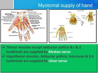 Myotomal supply of hand 
 Thenar muscles except adductor pollicis & I & 2 
lumbricals are supplied by Median nerve 
 Hypothenar muscles, Adductor pollicis, Interossei & 3,4 
lumbricals are supplied by Ulnar nerve 
 