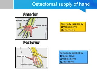 Osteotomal supply of hand 
Anteriorly supplied by 
1)Median nerve 
2)Ulnar nerve 
Posteriorly supplied by 
1)Radial nerve 
2)Median nerve 
3)Ulnar nerve 
 