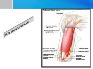 Regional anaesthesia strategies for upper limb surgeries