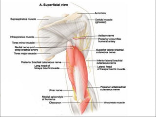 Regional anaesthesia strategies for upper limb surgeries