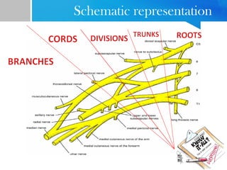 Schematic representation 
 