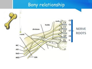 Bony relationship 
CC77 
TT11 
 