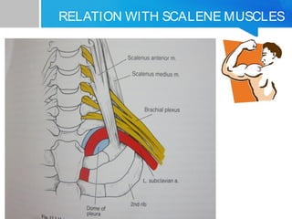 RELATION WITH SCALENE MUSCLES 
 