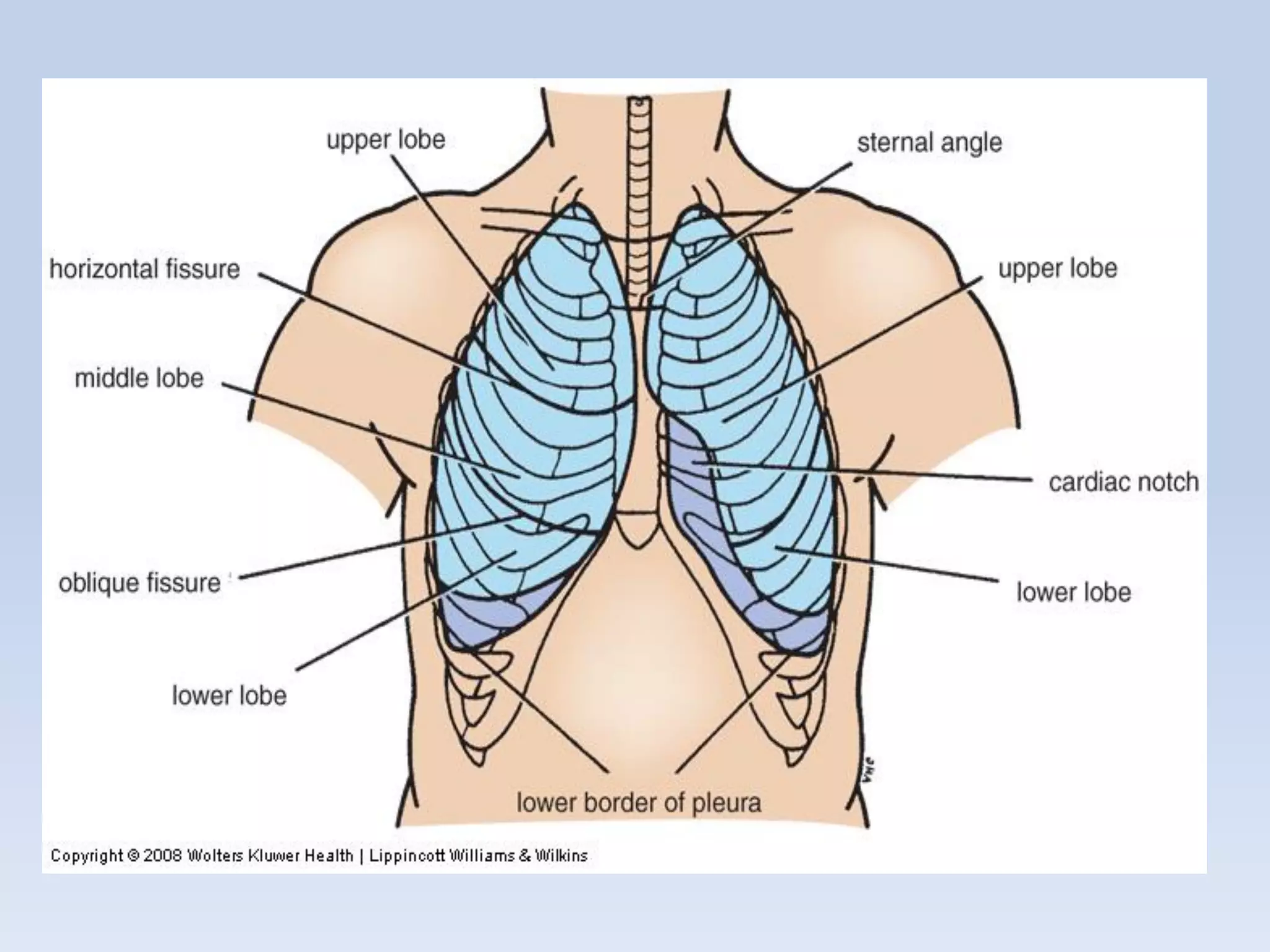 Regional anatomy of the human thorax rs-2011 | PDF