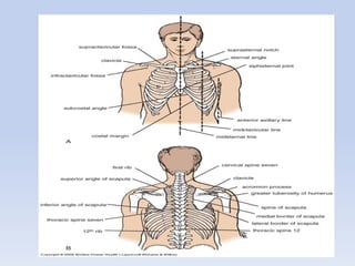 Regional anatomy of the human thorax rs-2011 | PDF