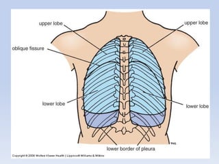 Regional anatomy of the human thorax rs-2011 | PDF