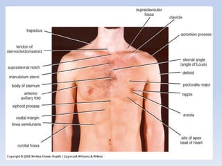Regional Anatomy Of Thorax