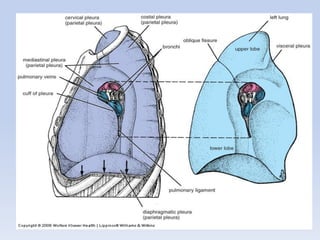 Regional anatomy of the human thorax rs-2011 | PDF