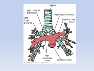Regional anatomy of the human thorax rs-2011 | PDF