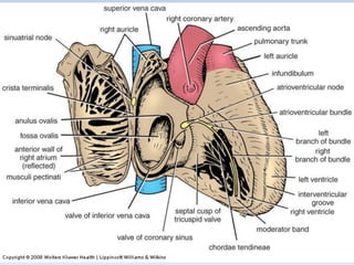 Regional anatomy of the human thorax rs-2011 | PDF
