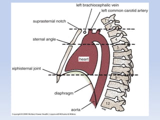 Regional anatomy of the human thorax rs-2011 | PDF