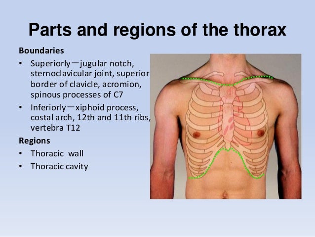 Thoracic Anatomy Definition Thoracic Anatomy Definition