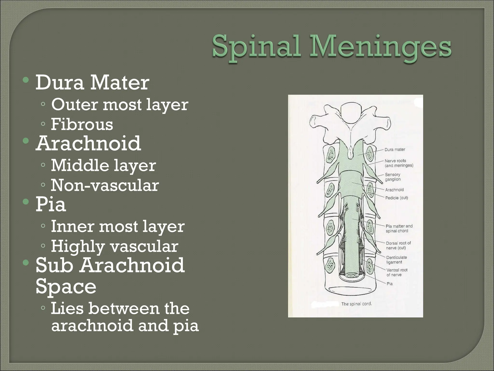  Dura Mater
◦ Outer most layer
◦ Fibrous
 Arachnoid
◦ Middle layer
◦ Non-vascular
 Pia
◦ Inner most layer
◦ Highly vascular
 Sub Arachnoid
Space
◦ Lies between the
arachnoid and pia
 