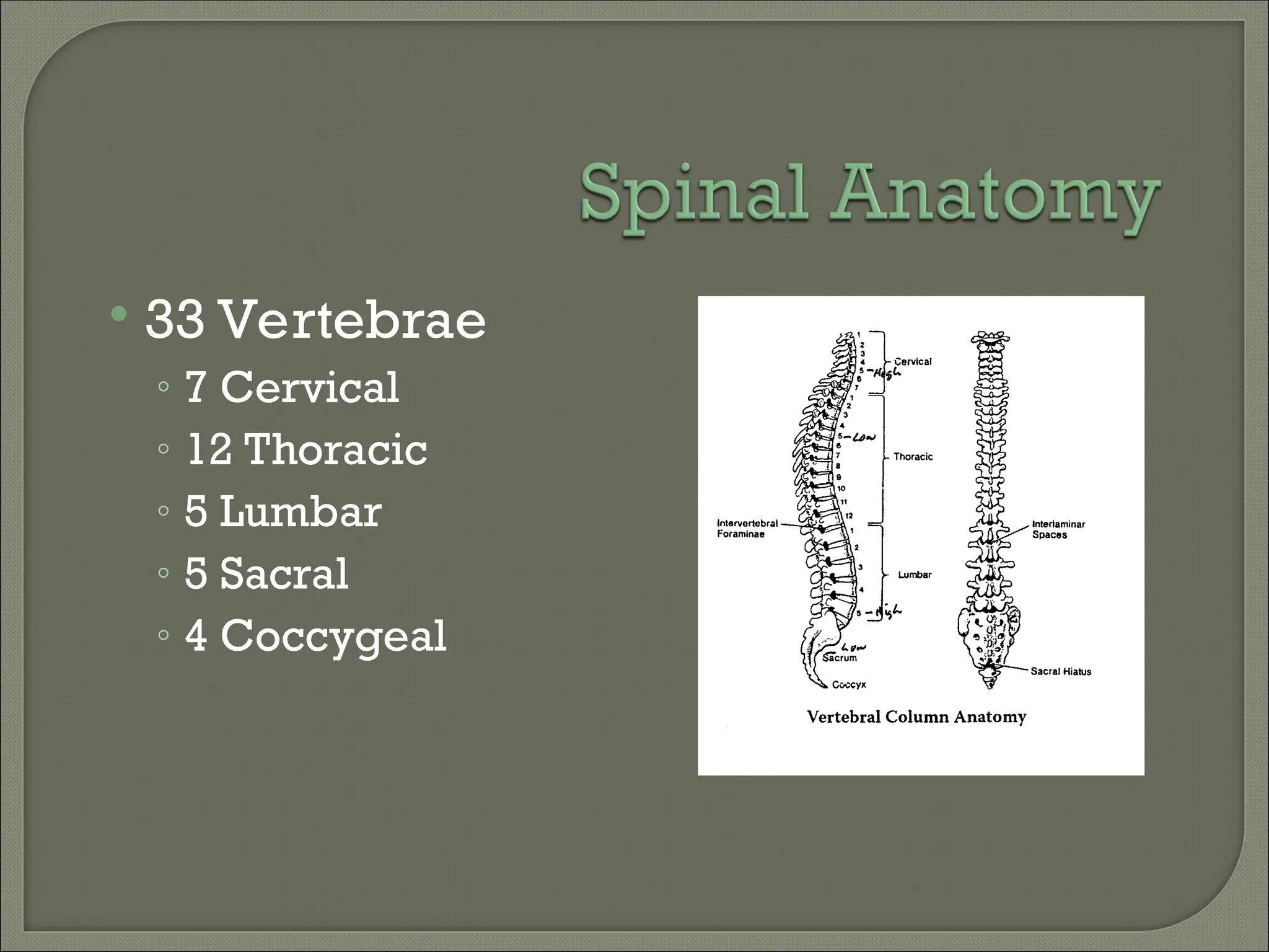  33 Vertebrae
◦ 7 Cervical
◦ 12 Thoracic
◦ 5 Lumbar
◦ 5 Sacral
◦ 4 Coccygeal
 