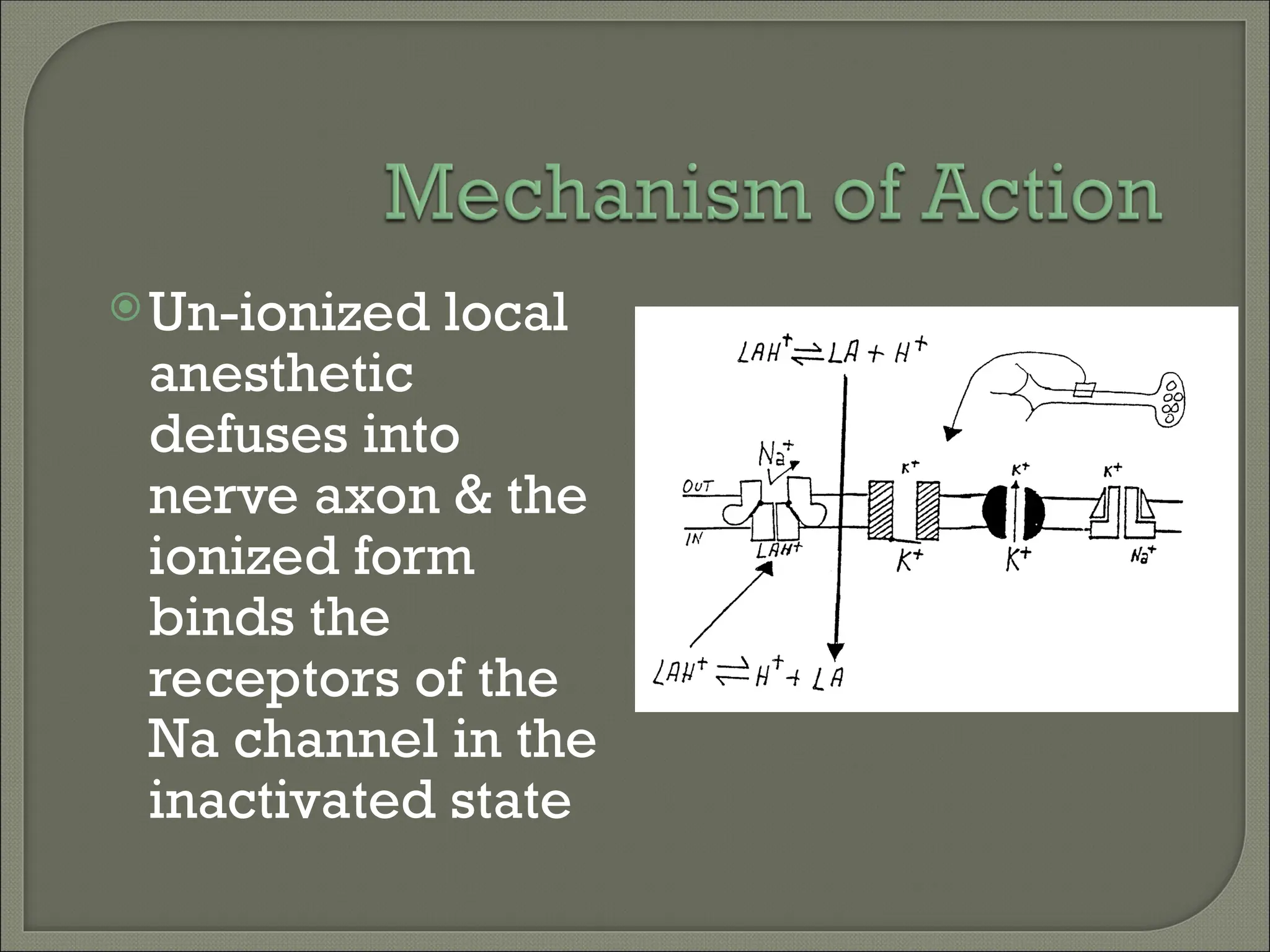 Un-ionized local
anesthetic
defuses into
nerve axon & the
ionized form
binds the
receptors of the
Na channel in the
inactivated state
 