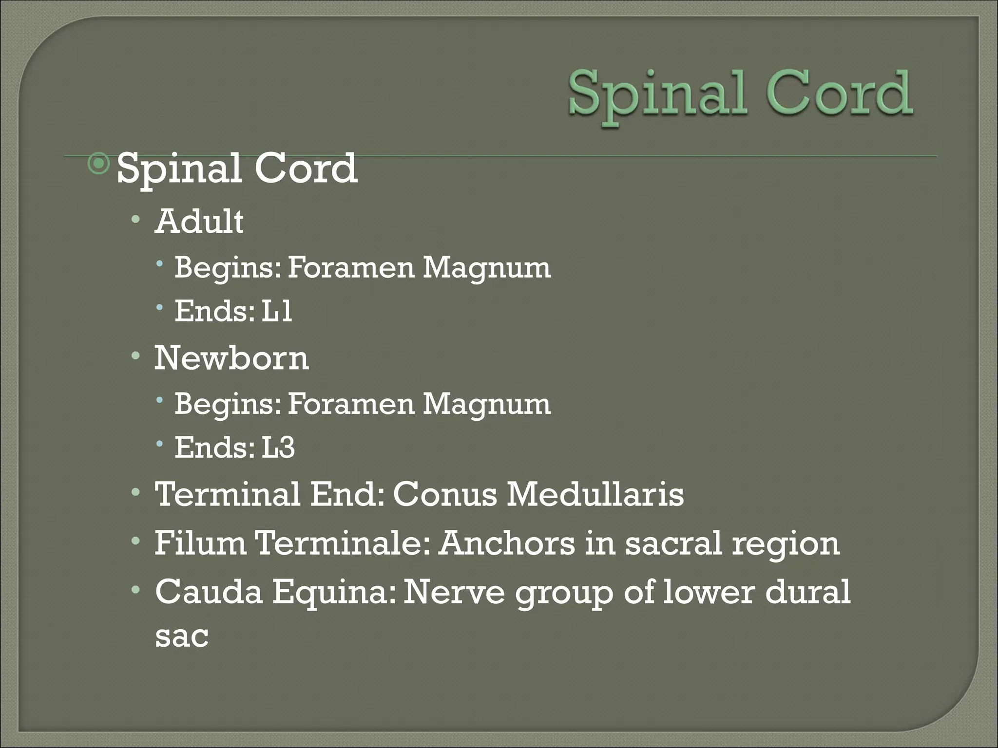 Spinal Cord
• Adult
 Begins: Foramen Magnum
 Ends: L1
• Newborn
 Begins: Foramen Magnum
 Ends: L3
• Terminal End: Conus Medullaris
• Filum Terminale: Anchors in sacral region
• Cauda Equina: Nerve group of lower dural
sac
 