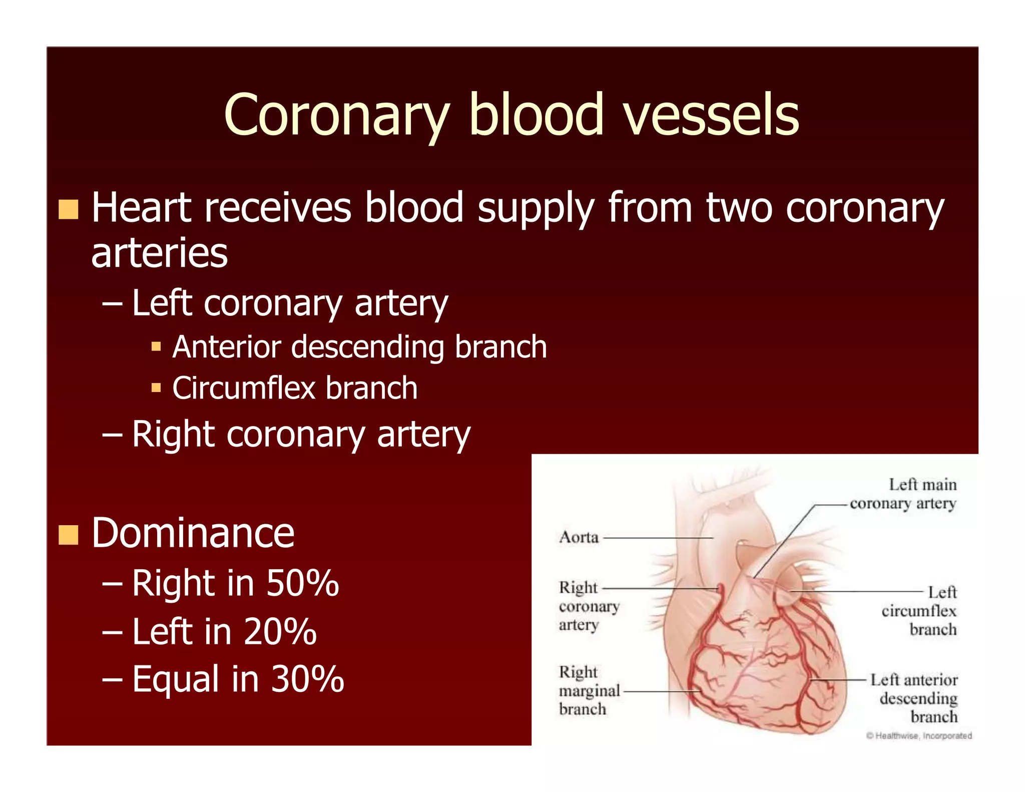 Coronary blood vessels
 Heart receives blood supply from two coronary
arteries
– Left coronary artery
 Anterior descending branch
 Circumflex branch
– Right coronary artery
 Dominance
– Right in 50%
– Left in 20%
– Equal in 30%
 