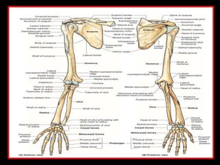 Bilaterally Upper Rails Regional conditions of upper limb | PPTX