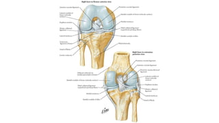 Ligamentous Injuries Around Knee by Dr Arun C Raj, Ortho Resident, KIMS Hubli