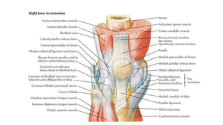 Ligamentous Injuries Around Knee by Dr Arun C Raj, Ortho Resident, KIMS Hubli