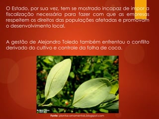 O Estado, por sua vez, tem se mostrado incapaz de impor a
fiscalização necessária para fazer com que as empresas
respeitem os direitos das populações afetadas e promovam
o desenvolvimento local.
A gestão de Alejandro Toledo também enfrentou o conflito
derivado do cultivo e controle da folha de coca.
Fonte: plantas-ornamentais.blogspot.com
 