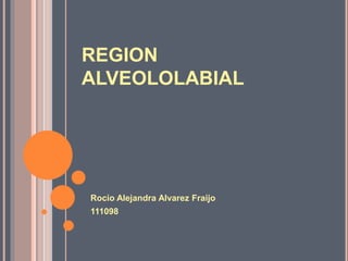 REGION
ALVEOLOLABIAL
Rocio Alejandra Alvarez Fraijo
111098
 